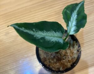  Aglaonema pictum "Castle" PDNC from Padang【AZ1012-10b】